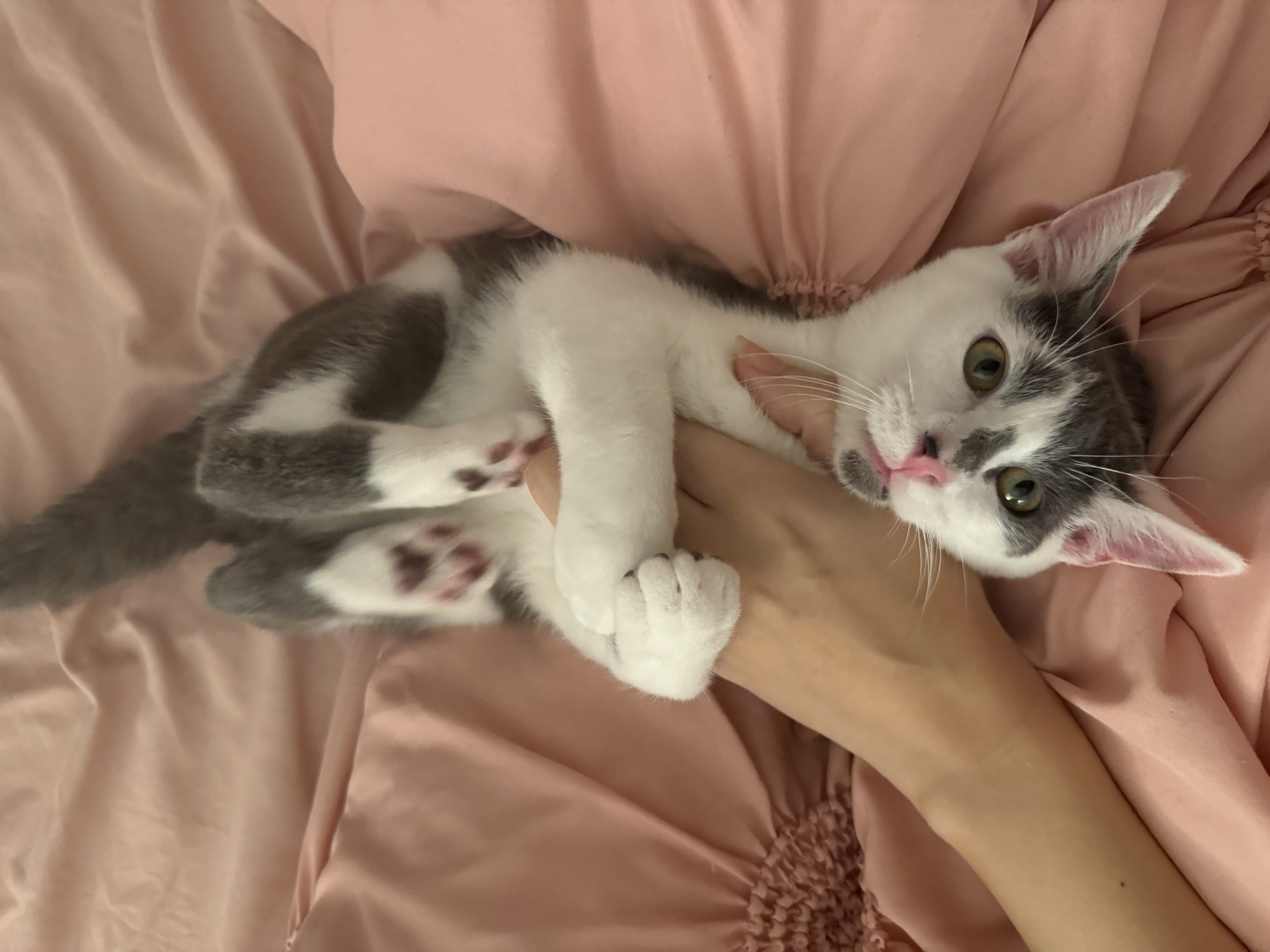 Biscuit