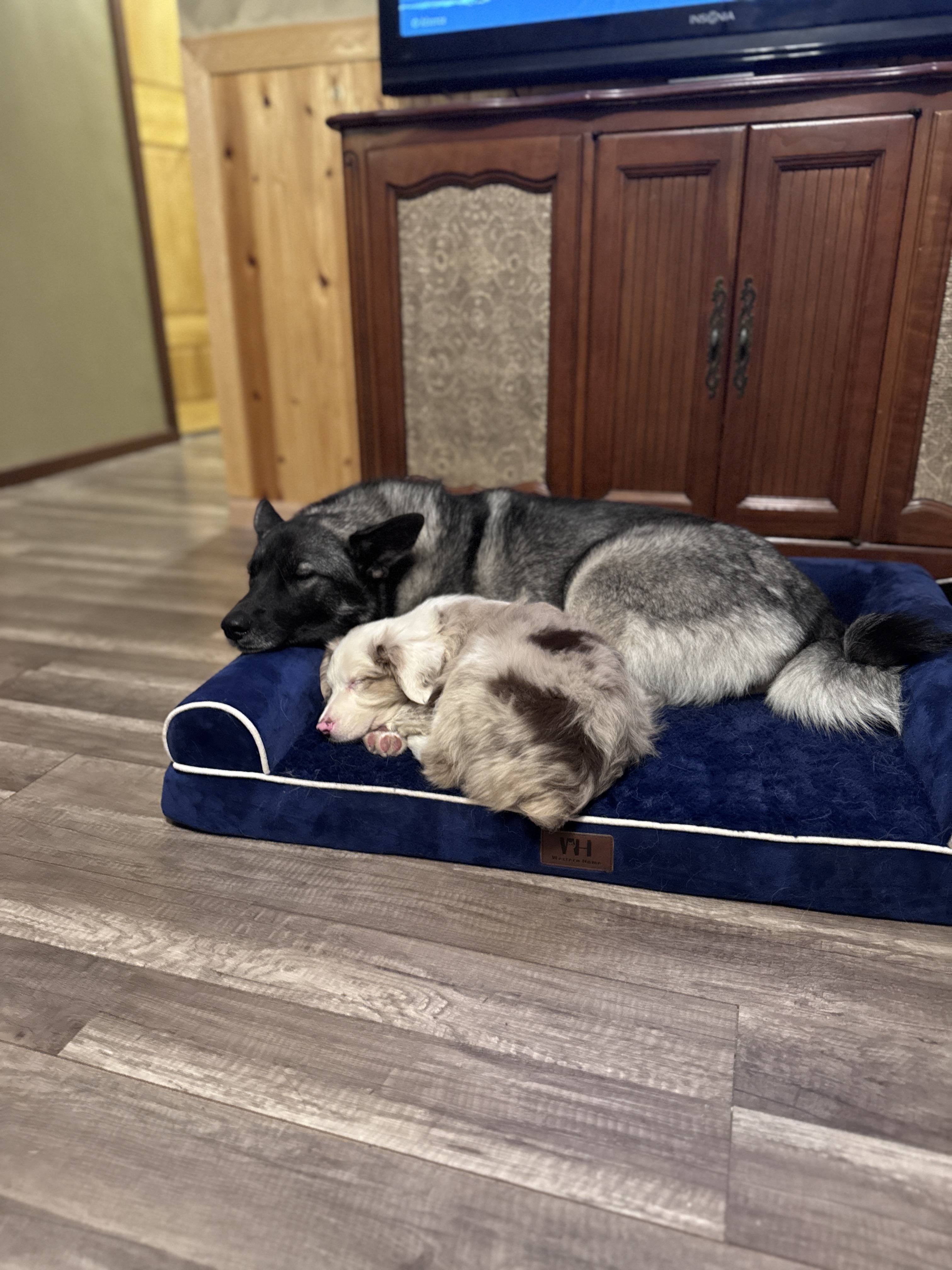 Laika and Oppy
